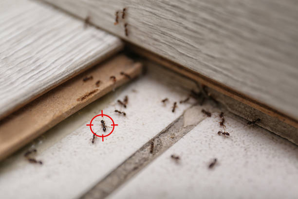 Best Flea Control Services  in Roswell, NM
