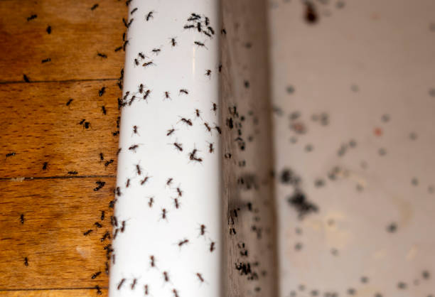 Best Pest Inspection Near Me  in Roswell, NM